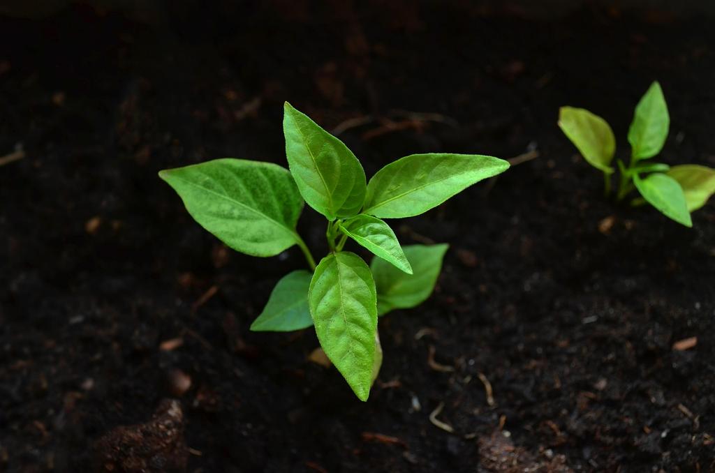 Green plants with sunlight filtering through
